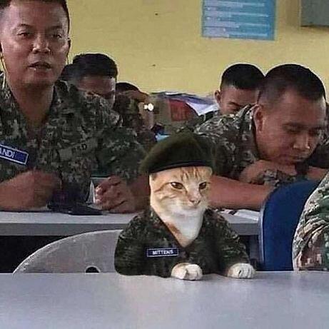 먀옹