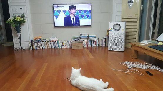 프듀보는 우리집 야옹이