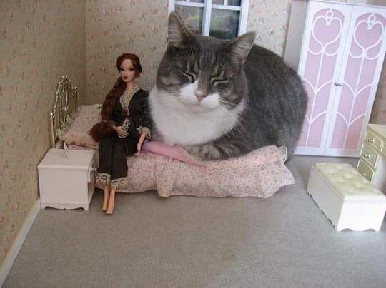 밈미..
