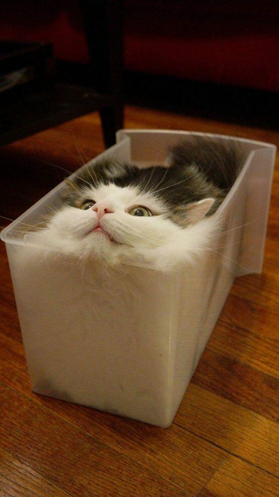 먀우...