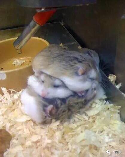 햄찌들!