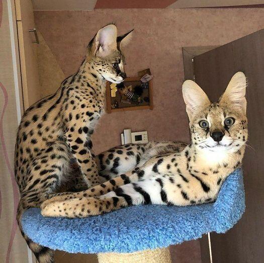 밈미..
