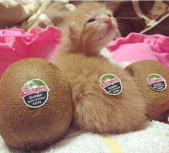 먀우...