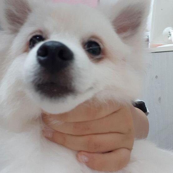 첫번째는 뽀미고 두번째는 뽀리야 ㅎㅎ 이제 6개월인데 완전 많이 커졌어!!
