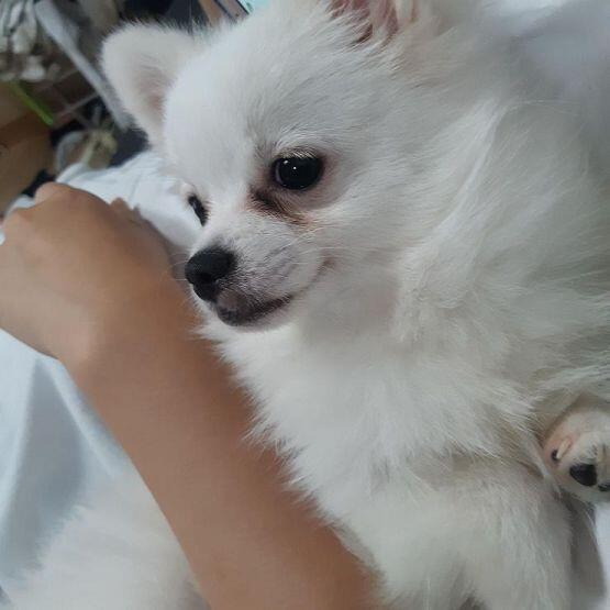 첫번째는 뽀미고 두번째는 뽀리야 ㅎㅎ 이제 6개월인데 완전 많이 커졌어!!
