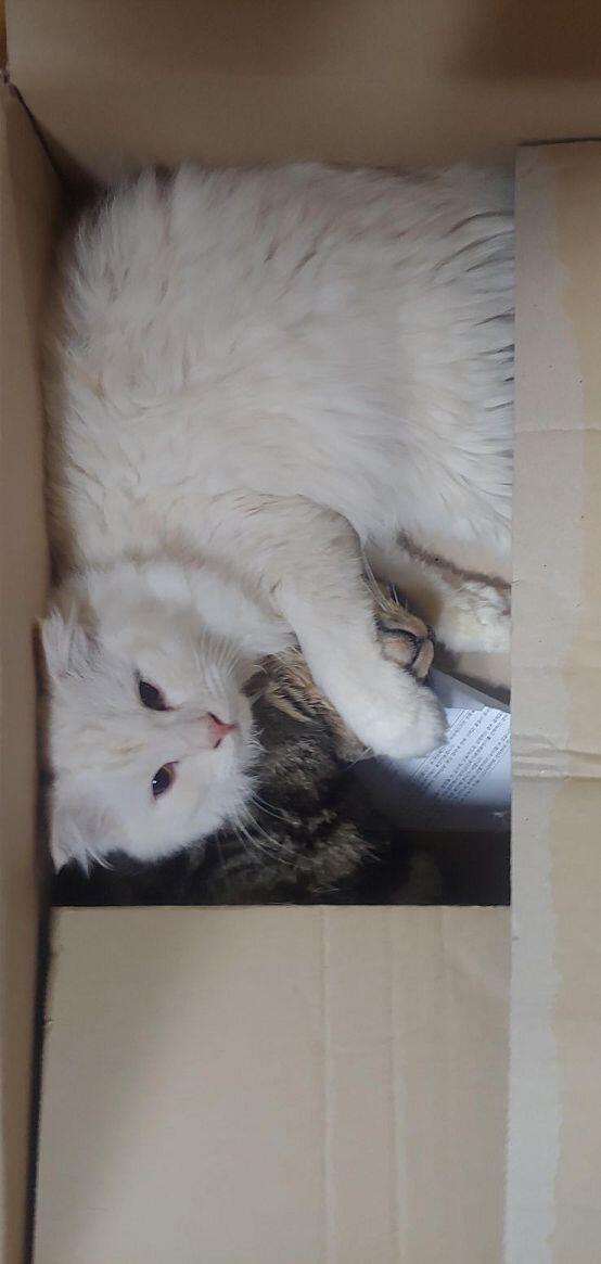 꽥