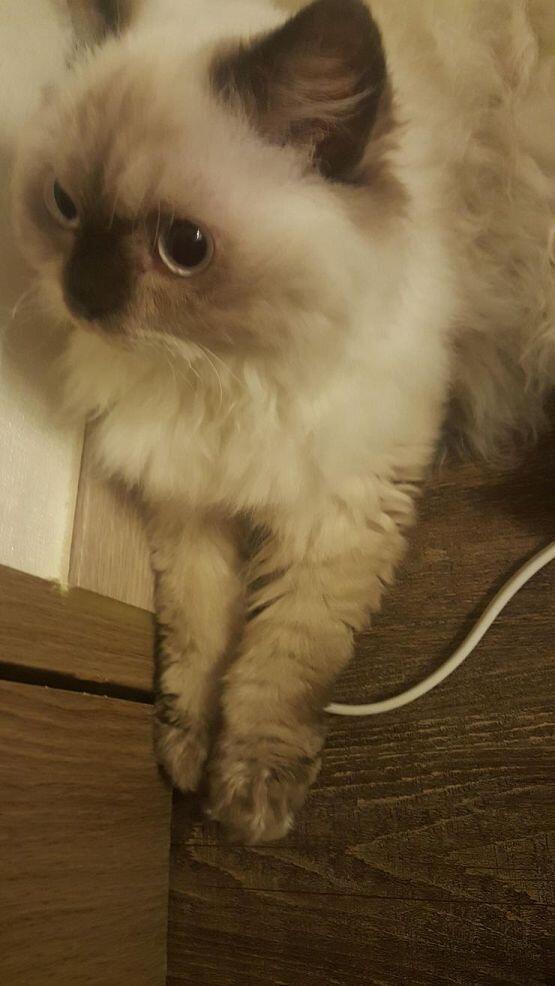 고양이 6마리 사진에 있는 고양이는 셋째야