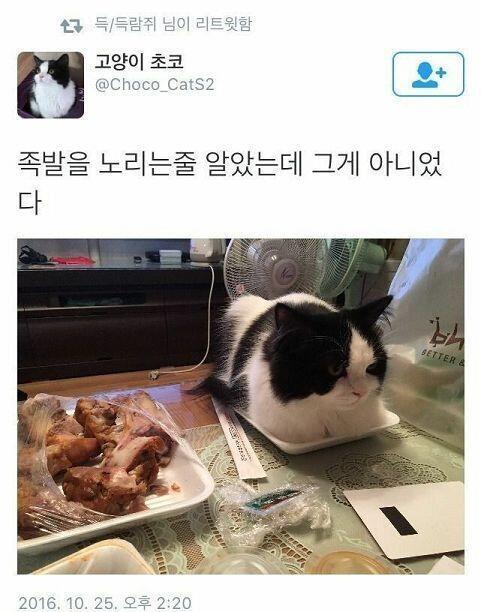 더운새벽 고양이짤과 함께