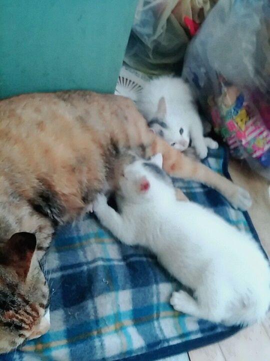 아 하나 더 있었네! 요건 젖먹는 사진. 너무 귀여워서 숨이 안쉬어져..