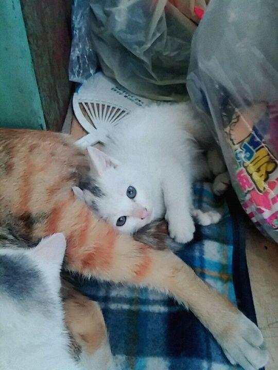 음 분위기 바꿔서 고양이 사진! 우리 집 앞 슈퍼에서 키우는 고양인데 너무 귀엽다ㅠㅠㅠ 새끼까지 낳아서 지내고 있어.. 아빠는 누군지 모르겠다ㅎ