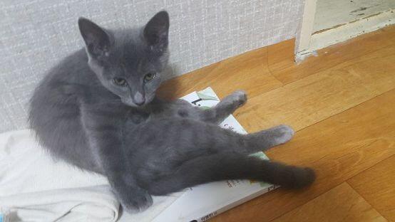 ㅋㅋㅋㅋㄱㅋ 우리 집 고양이 인생 여러차야... 이름은 토니..어벤져스가 좋아...♡
