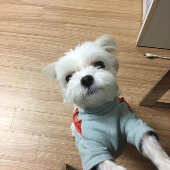 이녀석이 늑대라니 ..! ㅠ 알고있는 사실이지만 항상 볼때마다 신기하당