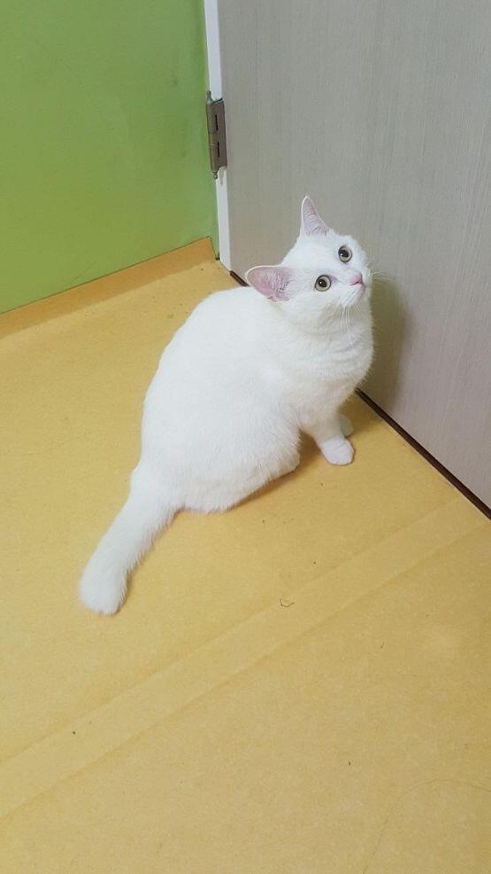 우리집 고양이