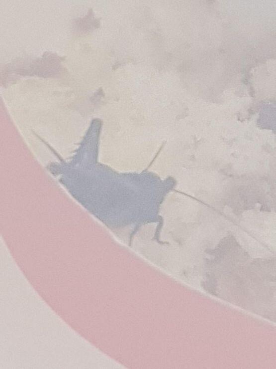 ★귀뚜라미 주의★ 밥먹는 라미챤~