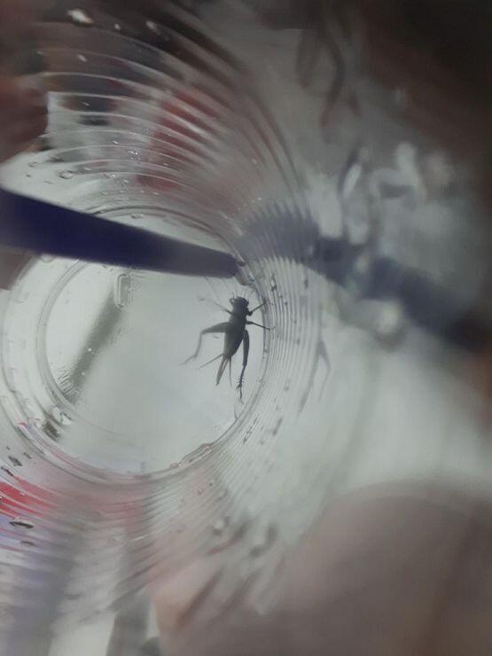 사진주의 >>884 죠아 키워야지~ 지금 수채화 할 때 물통으로 쓰던 플라스틱 컵에다가 잡아놨당