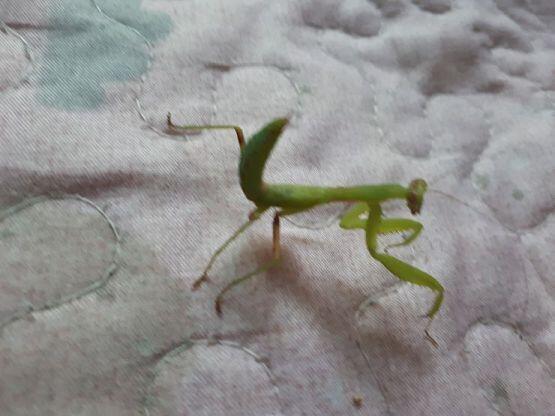 흑흑 우리 사미챤 너무 귀엽다ㅠㅠ