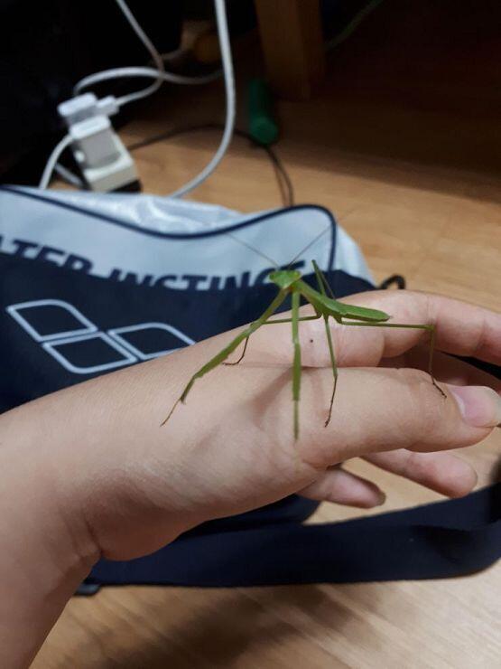 이친구는... 다섯번째 사마귀 친구에요 종은 사마귀고요 사마귀 종류 중에서도 왕사마귀 좀사마귀 아닌 그냥 사마귀에요~