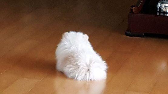 으 어떡해ㅠㅠㅠ 새주 좀 쉬고 기분 나아졌으면 좋겠다... 우리 별이 사진 또 남겨둘게! 뭔가 이런 것 밖에 할 수 없어서 미안해ㅠㅠ 별이 솜솜