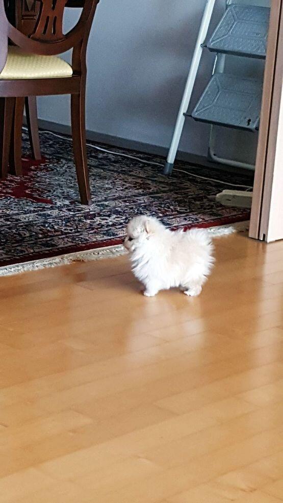 으 어떡해ㅠㅠㅠ 새주 좀 쉬고 기분 나아졌으면 좋겠다... 우리 별이 사진 또 남겨둘게! 뭔가 이런 것 밖에 할 수 없어서 미안해ㅠㅠ 별이 솜솜