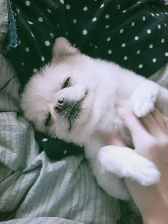 저런 솜솜이었던 애가 이렇게 큰다는 게 말이 되니 귀엽고 예쁜 것만 가득 봐라 새주!!