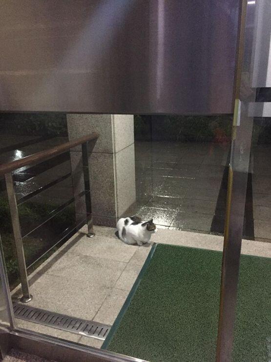 갑작스러운 비를 피하는 고냥이