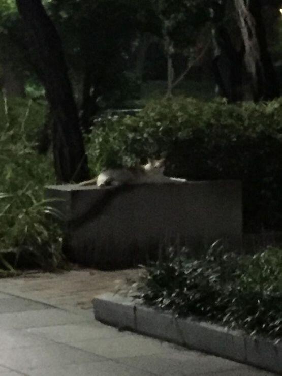 오늘자 오전 한시반쯤 고양이