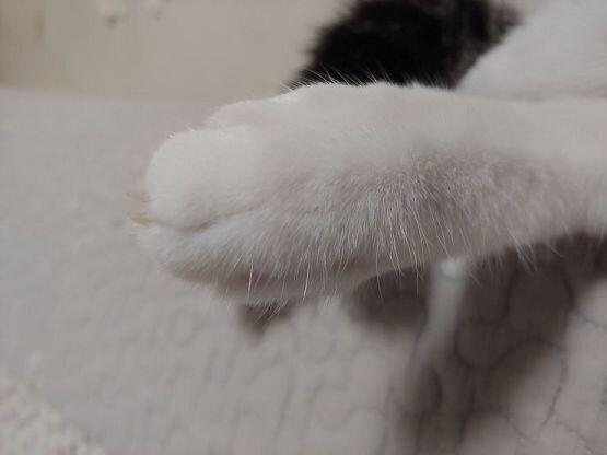 귀여운 고양이를 보고 잊어버려!