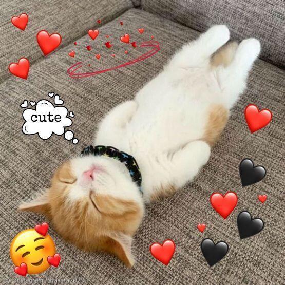 나 고양이 혐오함; 고양이 보면 소름돋고 징그러워