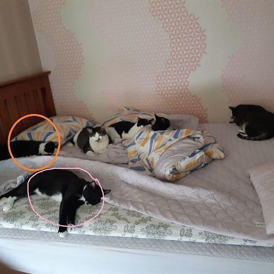흐음 근데 지금 생각해 보니 스레주 고양이 왤케 많아 ㅋㅋㅋ