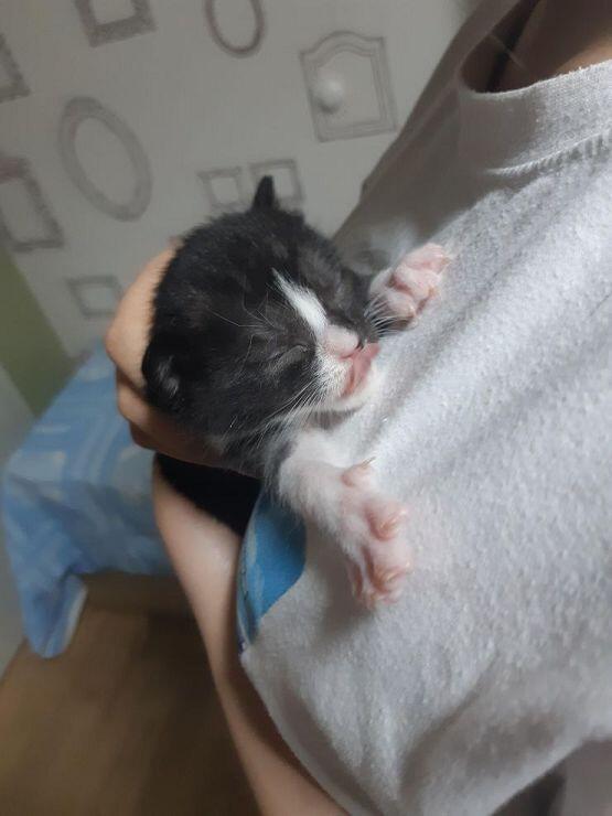 >>9 오!!!!!! 정답이야!!!! 어떻게 알았지 소름..ㅋㅋㅋㅋ 사실 4마리 더 있어 유기묘 데려오고 길냥이 데려오고 그러다 보니까 이렇게