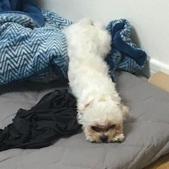 >>14 특이한 갱얼지들,,,