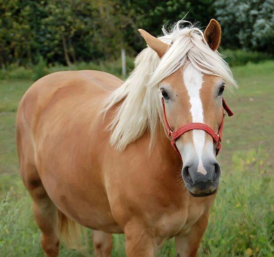 pretty horse
