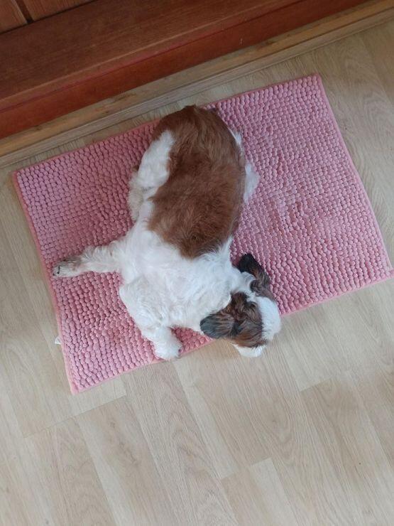 싯쭈댕