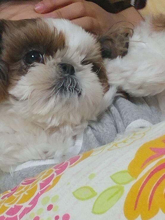 싯쭈댕