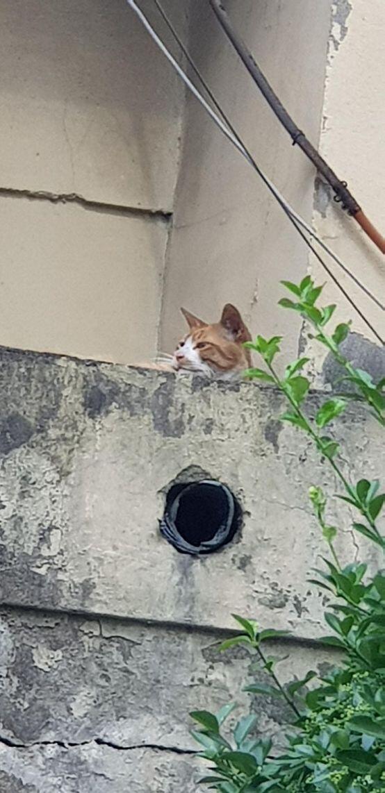 •ө• 길고냥이!!!