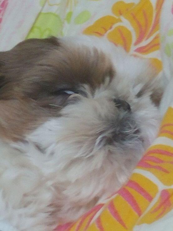 싯쭈댕
