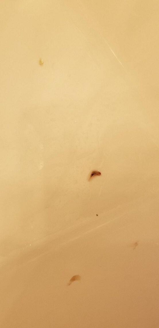 이거