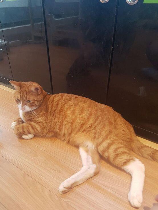 진짜 힘내 레주랑 새주