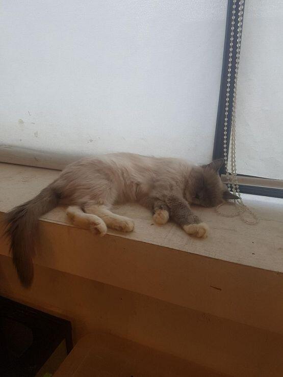 진짜 힘내 레주랑 새주