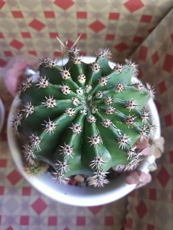 사진이용