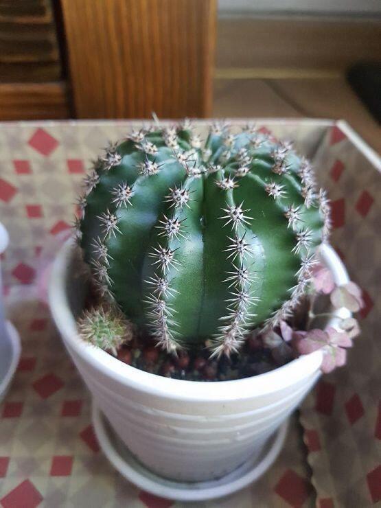 사진이용