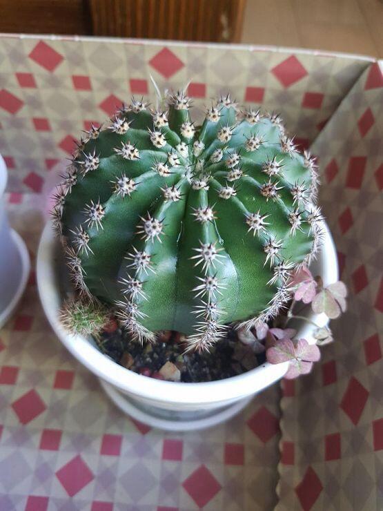 사진이용