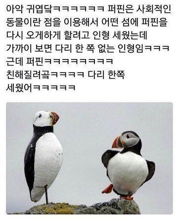 새주가 온다는데 귀여운사진이야 모아논거 많지ㅎ