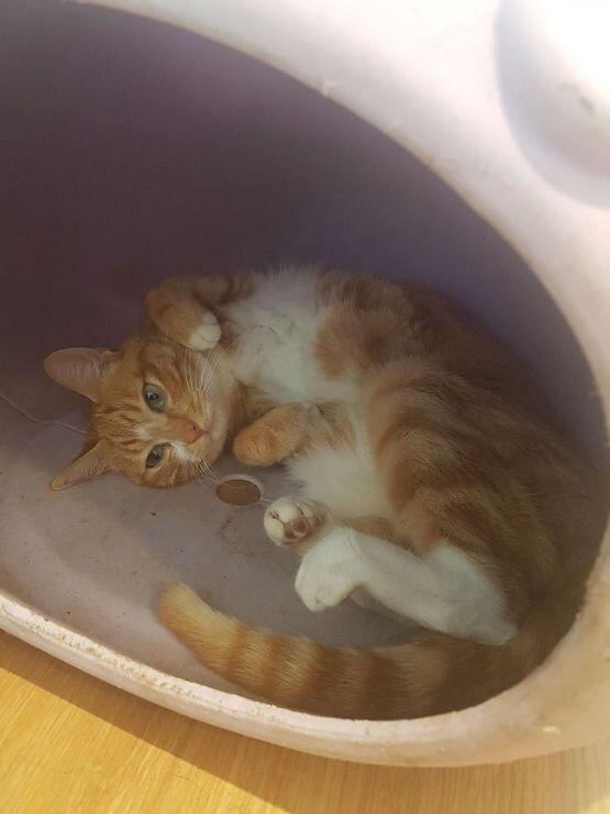 기억하려나 모르엤네 ㅜㅜㅜㅜ 다시 올리는거니ㅏㄴ 새주가 온다니 고먀미애교닷!! 4판 세워줘서ㅜ너무 고마워 시험 10일남았는데ㅜ이거버는 낙으로 산