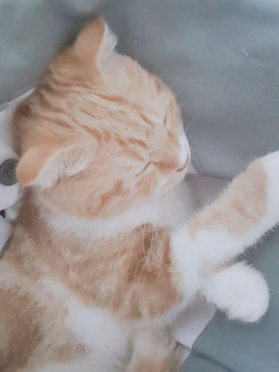 우리집 고양이 토니(검은색아이) 피터(노랑색아이)야 대략 5개월 됐다! 피터는 돼지야..뚱냥이...