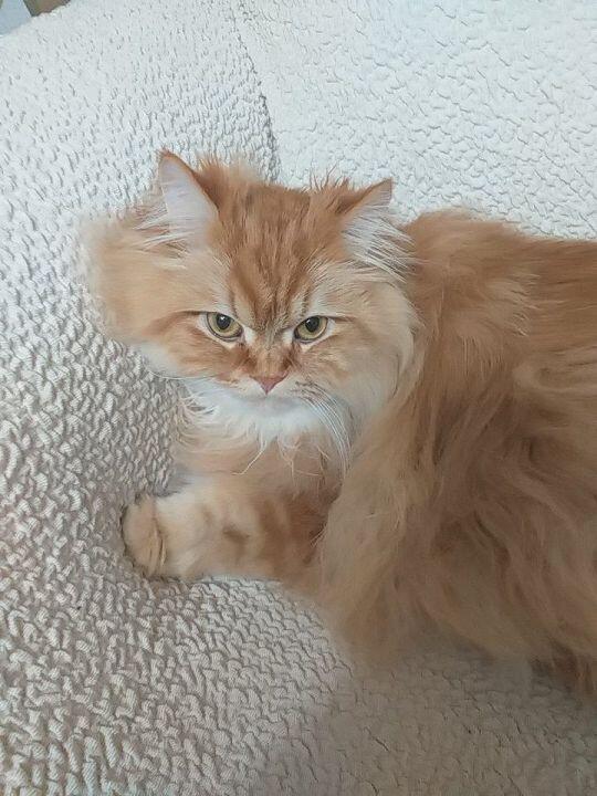 나도 새주보고 힘내라고 우리집 고양이 사진 올려!! 이름은 범이고, 6kg로의 덩치를 자랑한 순딩이야 히힣 진짜 우리 범이가 애교많아서 직접 본