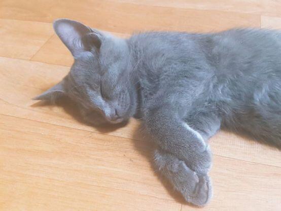 우리집 고양이 토니(검은색아이) 피터(노랑색아이)야 대략 5개월 됐다! 피터는 돼지야..뚱냥이...