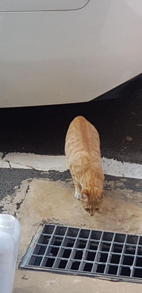 호에에엥!!!새주!!!우리 아파트 길냥이 보고 힘냈으면...