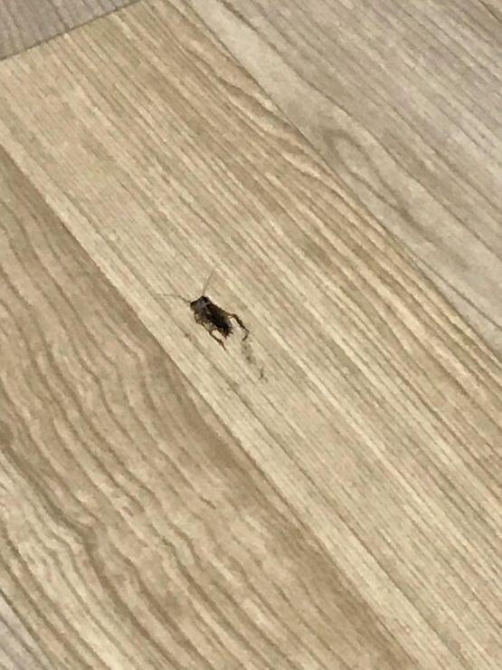 오우예