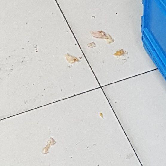 (사진 더러움 주의. 바닥에 고기 떨어진 사진) 이건 진짜 짐승새끼들이 먹은거 아니냐????? 진짜 개새끼들이네 이거 전에 라면스프 다 엎고간